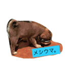 我が家のなつ（個別スタンプ：2）