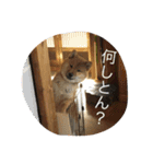 我が家のなつ（個別スタンプ：3）