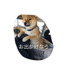 我が家のなつ（個別スタンプ：5）