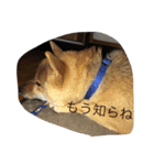我が家のなつ（個別スタンプ：8）