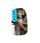 我が家のなつ（個別スタンプ：9）