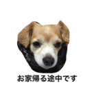 るんちゃんの日常言葉3（個別スタンプ：2）