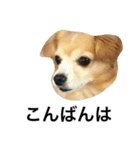 るんちゃんの日常言葉3（個別スタンプ：3）