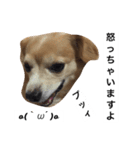 るんちゃんの日常言葉3（個別スタンプ：5）