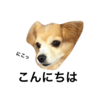 るんちゃんの日常言葉3（個別スタンプ：6）