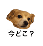 るんちゃんの日常言葉3（個別スタンプ：7）
