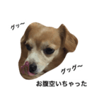 るんちゃんの日常言葉3（個別スタンプ：8）
