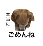 るんちゃんの日常言葉3（個別スタンプ：9）
