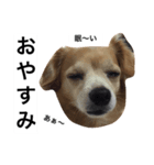 るんちゃんの日常言葉3（個別スタンプ：12）