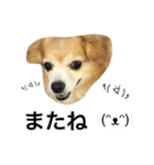 るんちゃんの日常言葉3（個別スタンプ：14）