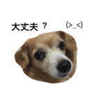 るんちゃんの日常言葉3（個別スタンプ：15）