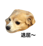 るんちゃんの日常言葉3（個別スタンプ：16）