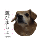 るんちゃんの日常言葉3（個別スタンプ：17）