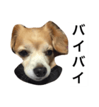 るんちゃんの日常言葉3（個別スタンプ：19）