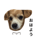 るんちゃんの日常言葉3（個別スタンプ：20）