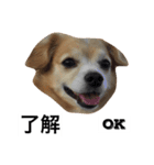 るんちゃんの日常言葉3（個別スタンプ：21）