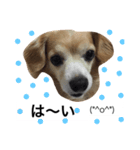 るんちゃんの日常言葉3（個別スタンプ：22）