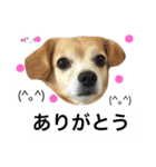るんちゃんの日常言葉3（個別スタンプ：23）