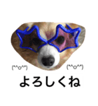 るんちゃんの日常言葉3（個別スタンプ：24）
