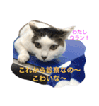 Happy protection cat's（個別スタンプ：1）