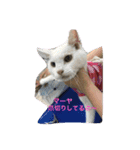 Happy protection cat's（個別スタンプ：2）