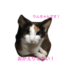 Happy protection cat's（個別スタンプ：3）