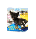 Happy protection cat's（個別スタンプ：5）