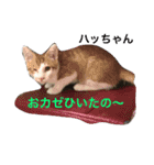 Happy protection cat's（個別スタンプ：6）