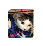 Happy protection cat's（個別スタンプ：7）