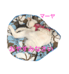 Happy protection cat's（個別スタンプ：8）