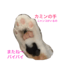 Happy protection cat's（個別スタンプ：10）
