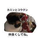 Happy protection cat's（個別スタンプ：11）