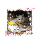 Happy protection cat's（個別スタンプ：12）