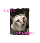Happy protection cat's（個別スタンプ：13）