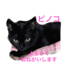 Happy protection cat's（個別スタンプ：14）