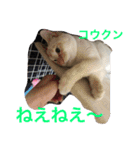 Happy protection cat's（個別スタンプ：15）
