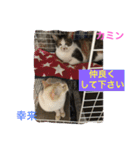 Happy protection cat's（個別スタンプ：16）
