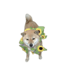 柴犬ななの、 私も連れてって！358（個別スタンプ：1）