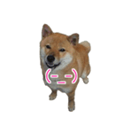 柴犬ななの、 私も連れてって！358（個別スタンプ：2）