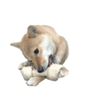 柴犬ななの、 私も連れてって！358（個別スタンプ：4）