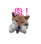 柴犬ななの、 私も連れてって！358（個別スタンプ：5）