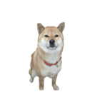 柴犬ななの、 私も連れてって！358（個別スタンプ：6）