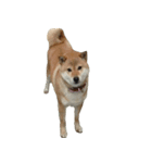 柴犬ななの、 私も連れてって！358（個別スタンプ：7）
