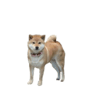 柴犬ななの、 私も連れてって！358（個別スタンプ：8）