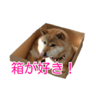 柴犬ななの、 私も連れてって！358（個別スタンプ：9）