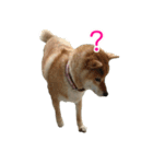 柴犬ななの、 私も連れてって！358（個別スタンプ：10）