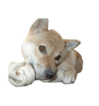 柴犬ななの、 私も連れてって！358（個別スタンプ：11）