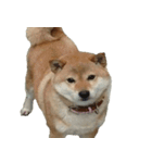 柴犬ななの、 私も連れてって！358（個別スタンプ：12）