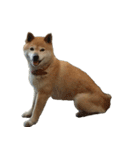 柴犬ななの、 私も連れてって！358（個別スタンプ：14）