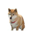 柴犬ななの、 私も連れてって！358（個別スタンプ：15）